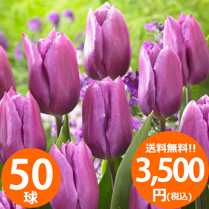 どんな花が咲くか今から春が楽しみ！ チューリップ球根 品種ミックス