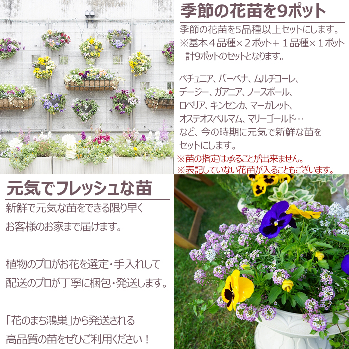 ペチュニア2ポットセット 来年から販売の新品種です｜Yahoo
