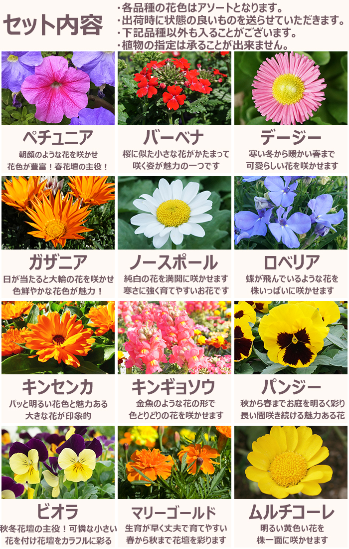 花苗 春 セット 12ポット＋寄せ植えセット おしゃれな寄せ植えが簡単に
