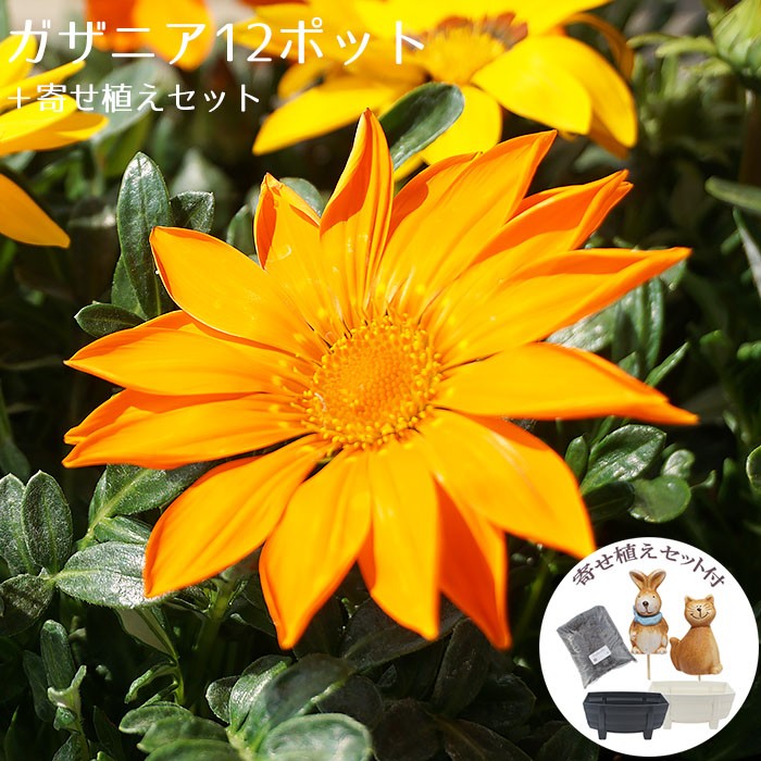 花苗 春 セット ガザニア12ポット 寄せ植えセット おしゃれな寄せ植えが簡単に作れます 送料無料 沖縄 離島を除く Hananae 31 Style1187 通販 Yahoo ショッピング