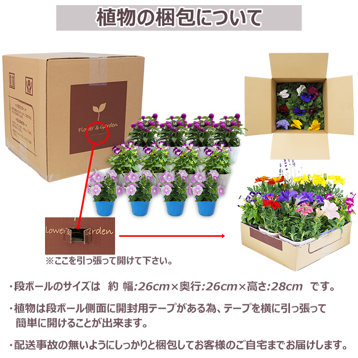 今だけ増量中！花苗 夏 セット 季節の花苗おまかせ9ポット 今だけ9