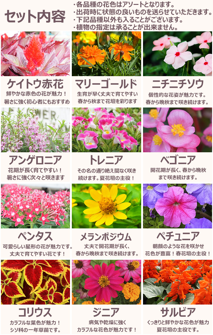 ヨコヅナです♪2点セット！ネペンテス2鉢ペチュニア8鉢　シェイク　苗　苗木 楽天市場】ペチュニア 苗（ガーデニング・農業｜花・ガーデン
