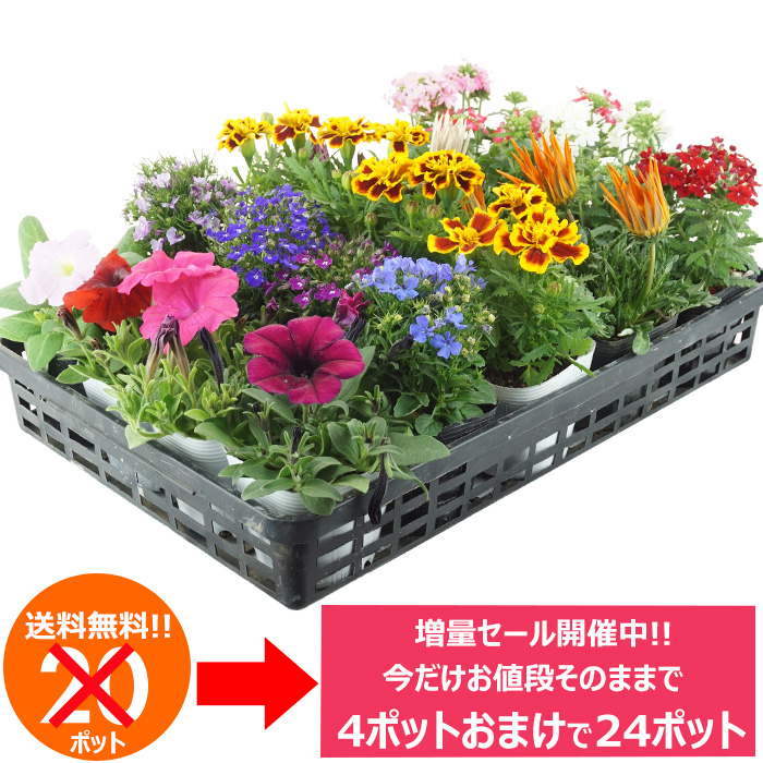 4/20様へ♥プルズ・お花増量 hananae33-1-zouryou.jpg