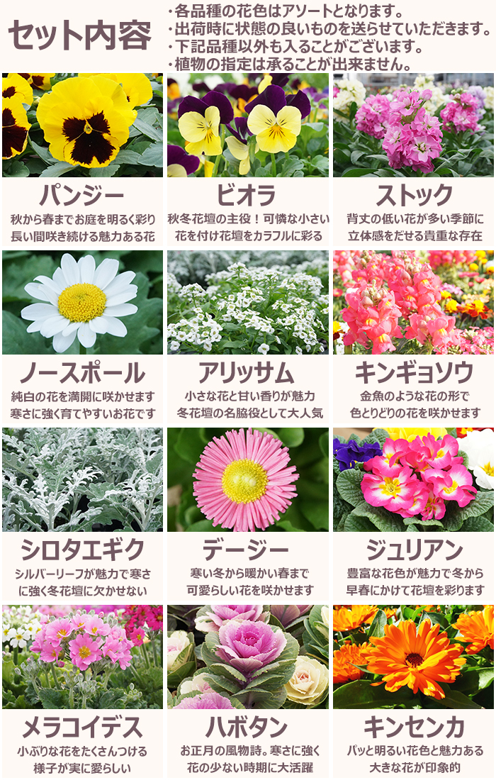 花苗 冬 セット 季節の花苗おまかせ96ポット ガーデニング 花壇 送料