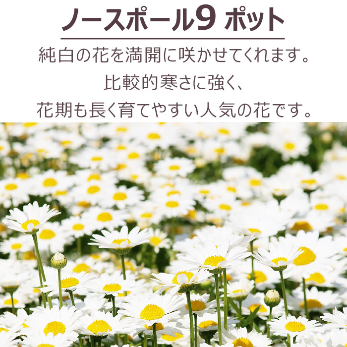 花苗 春 セット ノースポール 苗 9ポット ガーデニングに最適です。 送料無料 沖縄・離島を除く