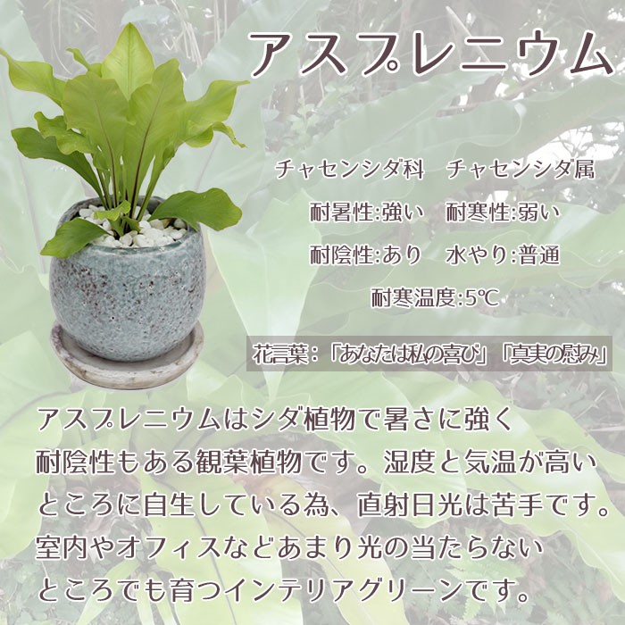 送料無料 観葉植物 小型 おしゃれな室内インテリア アスプレニウム 陶器鉢 Kanyo Gi 05 Style1187 通販 Yahoo ショッピング