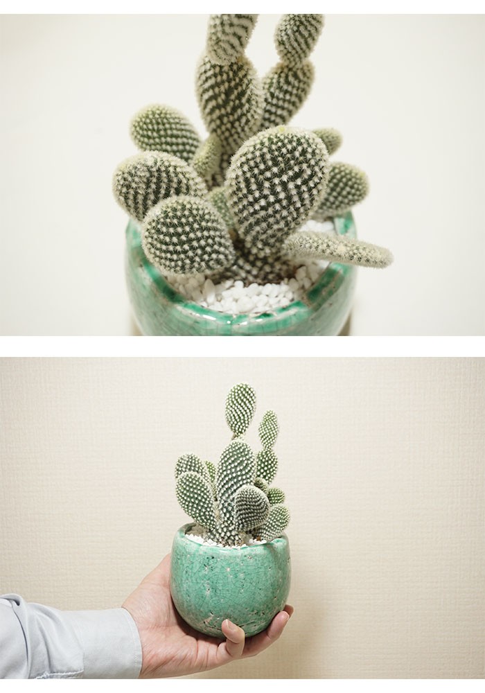 送料無料 観葉植物 小型 おしゃれな室内インテリア サボテンうちわ型 陶器鉢 Kanyo Gi 10 Style1187 通販 Yahoo ショッピング