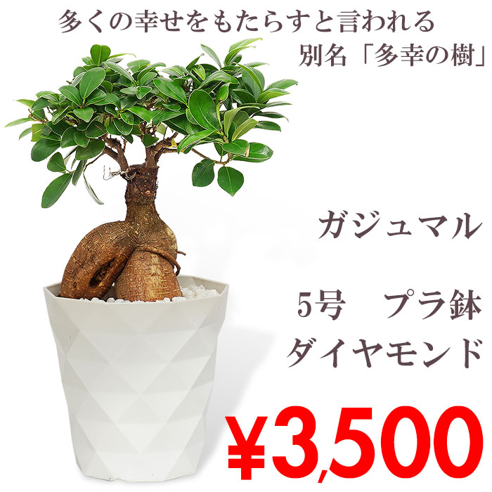 観葉植物 ガジュマル 5号 プラ鉢 ダイヤモンド 中型 インテリア