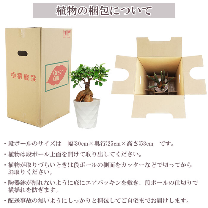 観葉植物 ガジュマル 5号 プラ鉢 ダイヤモンド 中型 インテリア
