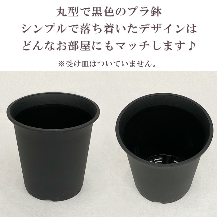 観葉植物 サンスベリア ローレンティー 5号 プラ鉢 ブラック 中型