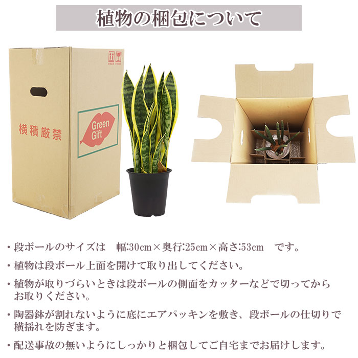 観葉植物 サンスベリア ローレンティー 5号 プラ鉢 ブラック 中型