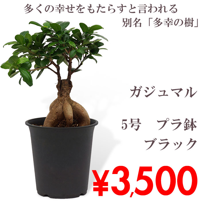 観葉植物 ガジュマル 5号 プラ鉢 ブラック 中型 インテリア ギフト