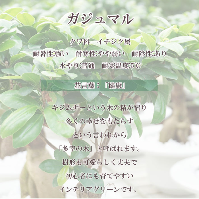 観葉植物 ガジュマル 5号 プラ鉢 ブラック 中型 インテリア ギフト