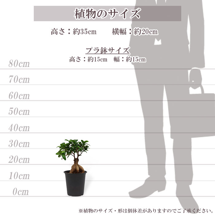 観葉植物 ガジュマル 5号 プラ鉢 ブラック 中型 インテリア ギフト