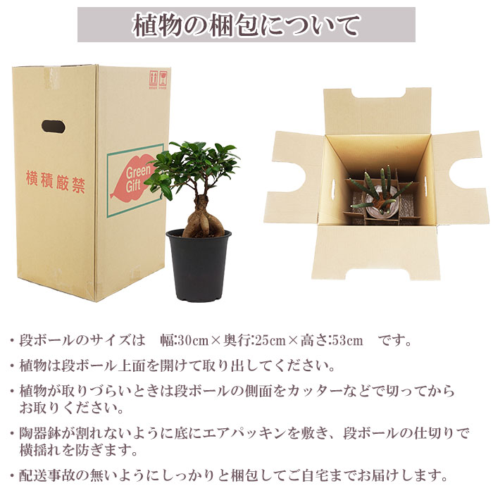 観葉植物 ガジュマル 5号 プラ鉢 ブラック 中型 インテリア ギフト