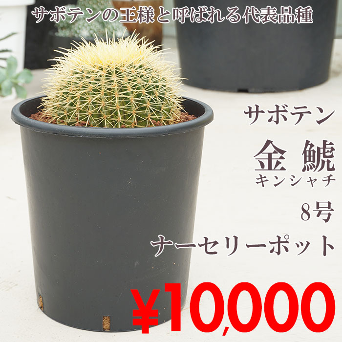 購入できます　現品発送　キンシャチ⭐︎金鯱12号⭐︎36cmセーナリー鉢 キンシャチ金鯱12号 36cmセーナリー鉢｜Yahoo!フリマ（旧PayPay