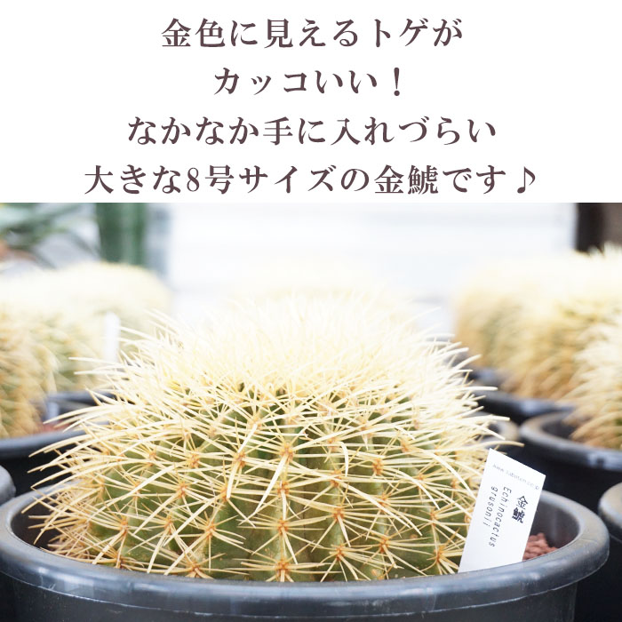 makkkページの１ 金鯱８号２点 サボテン：金シャチ（キンシャチ・金鯱）8号鉢植え（鉢直径25cm