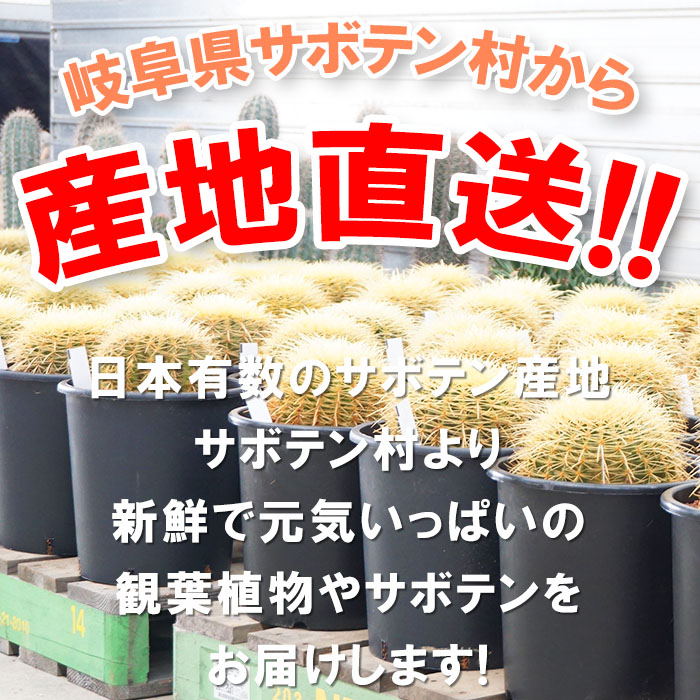 観葉植物 ガジュマル 5号 プラ鉢 ブラック 中型 インテリア ギフト