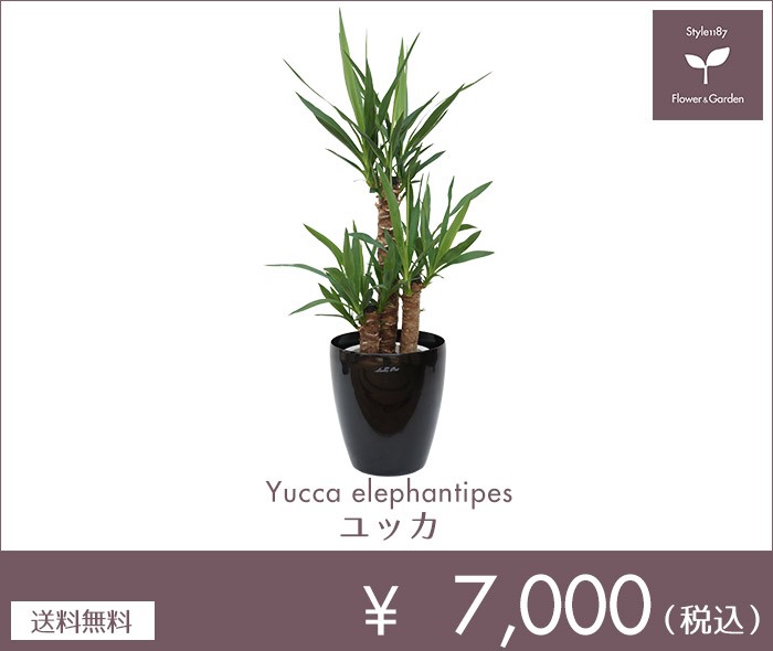 観葉植物 大型 おしゃれな室内インテリア ユッカ Mサイズ 黒鉢カバー付き 青年の木 ユッカ エレファンティペス 7号 Kanyo Sara 06 Style1187 通販 Yahoo ショッピング