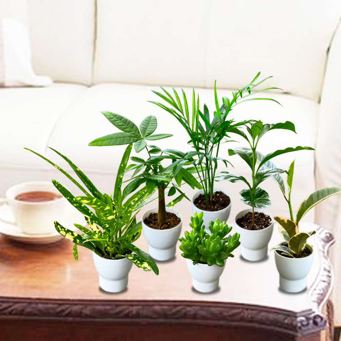 寄せ植え・観葉・ギフトの専門店「Style1187」Yahoo店