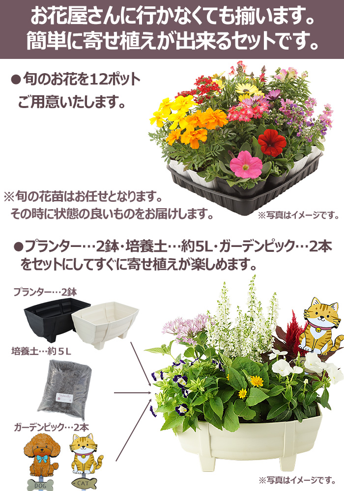 花苗 秋 セット 12ポット＋寄せ植えセット おしゃれな寄せ植えが簡単に