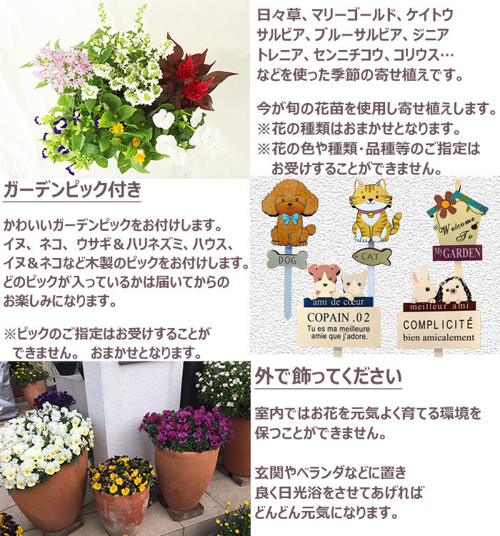 季節の寄せ植え 春夏 おしゃれなタル型鉢 白 ギフトやプレゼントにも