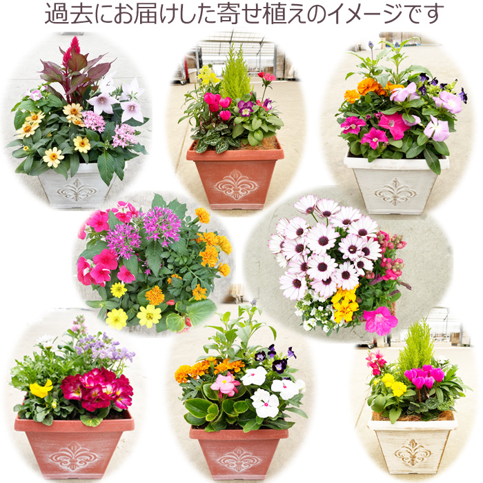 季節の寄せ植え 春夏 アンティーク調スクエアプランター ホワイト