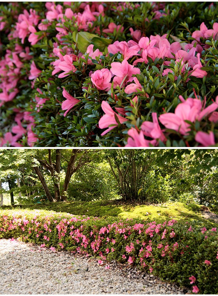 サツキツツジ 苗 大盃 5本セット 送料無料 植木 庭木 常緑 低木