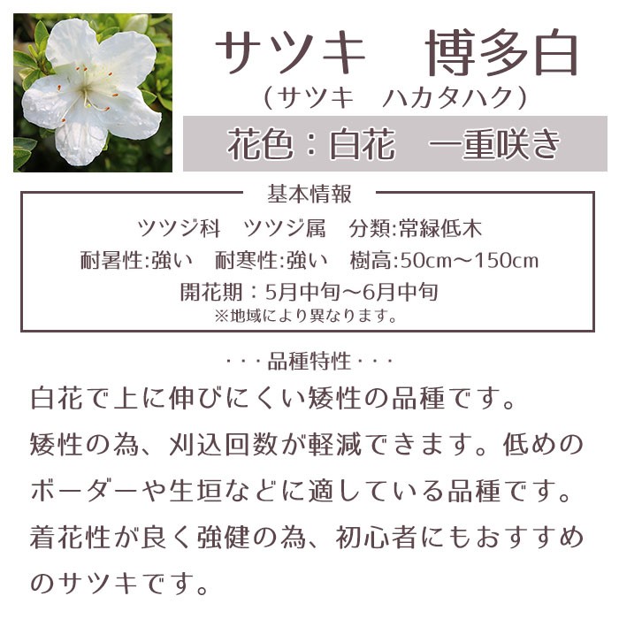 サツキツツジ 苗 博多白 5本セット 送料無料 植木 庭木 常緑 低木 Niwaki 003 Style1187 通販 Yahoo ショッピング