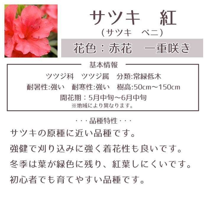 庭木植木　ツツジ　約60cm　1週間後は着払に変更予定 サツキツツジ 苗 紅 5本セット 送料無料 植木 庭木 常緑 低木