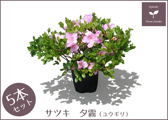 サツキツツジ 苗 夕霧 5本セット 送料無料 植木 庭木 常緑 低木 :niwaki-006:STYLE1187 - 通販 - Yahoo!ショッピング