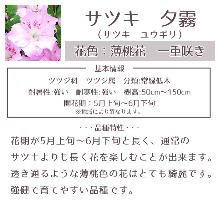 サツキツツジ 苗 夕霧 5本セット 送料無料 植木 庭木 常緑 低木