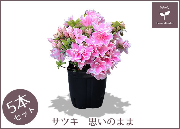 サツキツツジ 苗 思いのまま 5本セット 送料無料 植木 庭木 常緑
