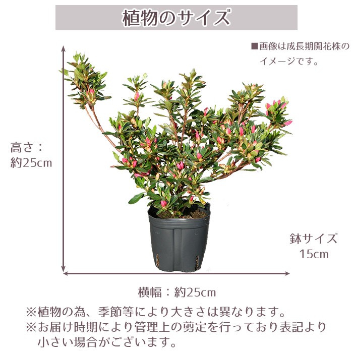 zigenzi1971 ツバキ苗ご注文苗12点セット niwaki-041_007.jpg