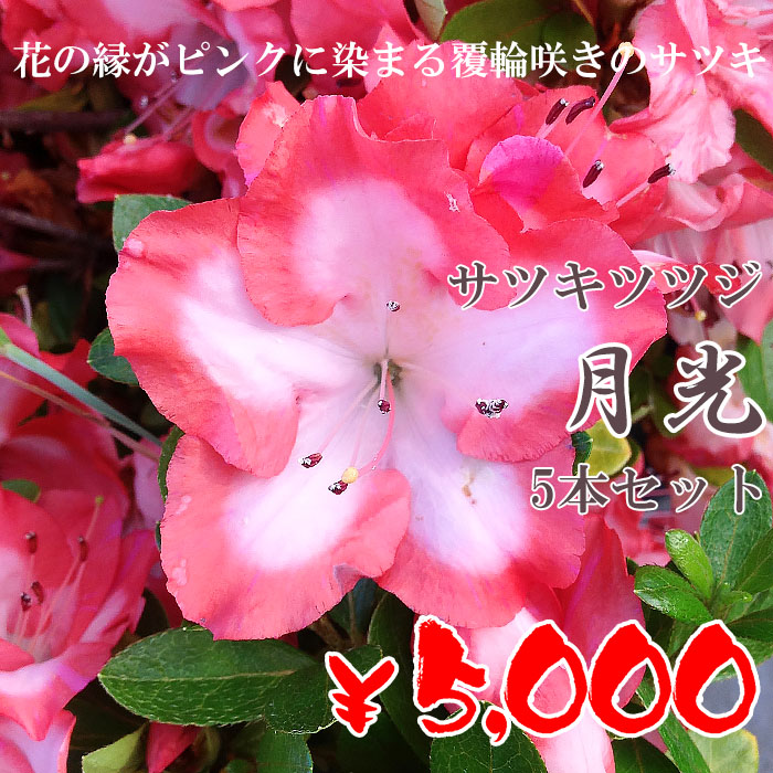 niwaki-066_002.jpg