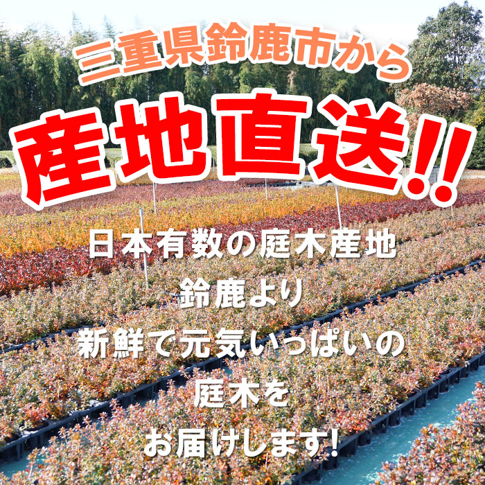 サツキツツジ 月光 5本セット 15cmポット 植木 庭木 常緑 低木