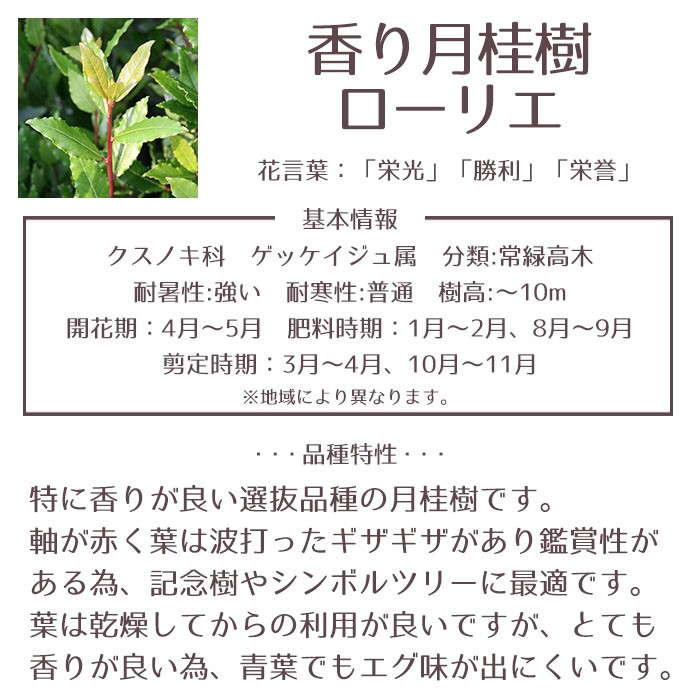 バーゲン 庭木 常緑樹 香り月桂樹 ローリエ おしゃれな 鉢植え ホワイト 安心の日本製