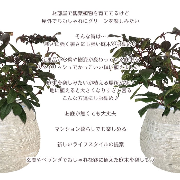 庭木 常緑樹 ビバーナム ダビディー おしゃれな 鉢植え ラウンド Patio 17 Style1187 通販 Yahoo ショッピング