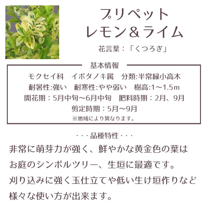 庭木 常緑樹 プリペット レモン ライム スタンダード おしゃれな 鉢植え グレー Patio 21 Style1187 通販 Yahoo ショッピング