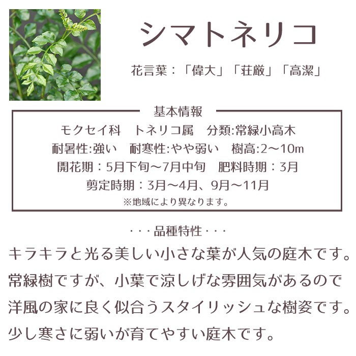 庭木 常緑樹 シマトネリコ おしゃれな 鉢植え ホワイト Patio 24 Style1187 通販 Yahoo ショッピング