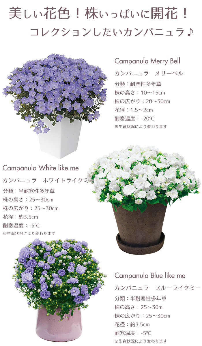 予約商品 花苗 春 カンパニュラ6ポット セット 送料無料 沖縄 離島を除く Pw 025 Style1187 通販 Yahoo ショッピング