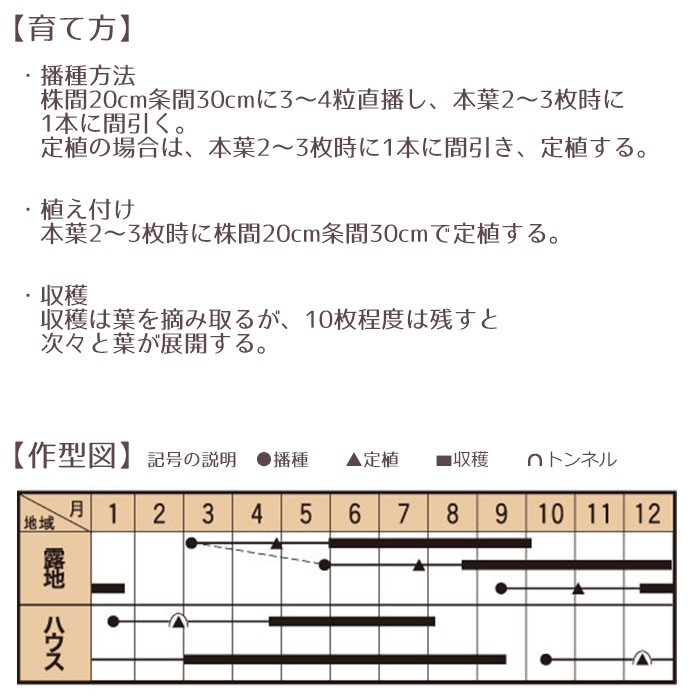 野菜のタネ ヴィットリア（イタリアンパセリ） イタリアの珍しい種を送料無料でお届け!! :tane-012:STYLE1187 - 通販 -  Yahoo!ショッピング