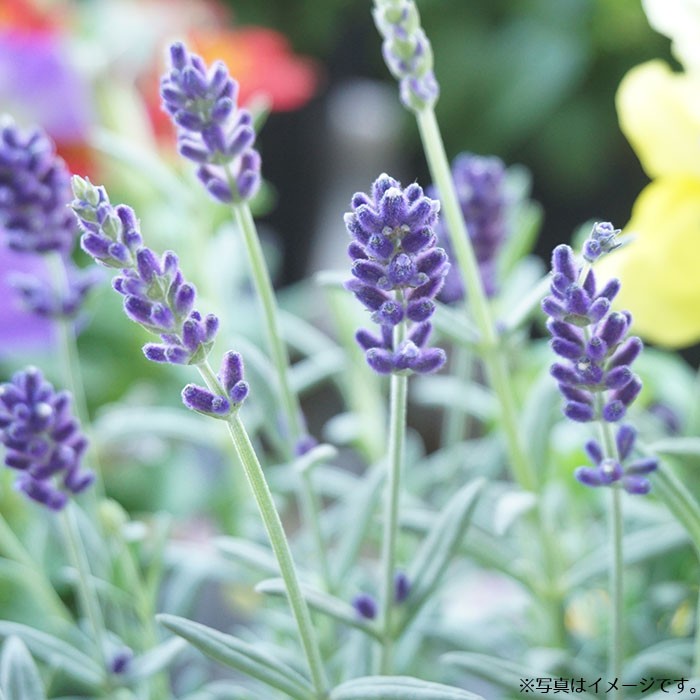 野菜の種 実咲ハーブ8086 ハーブ ラベンダー Tane 097 Style1187 通販 Yahoo ショッピング