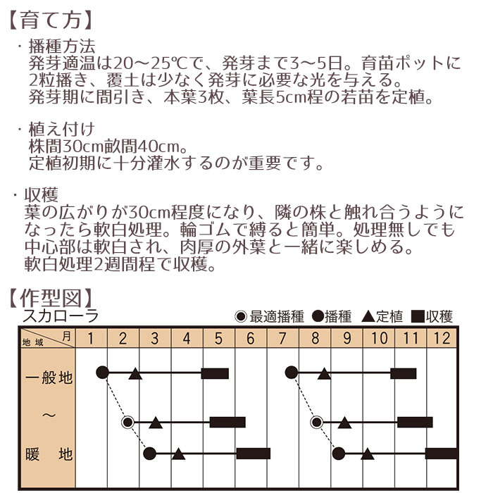 野菜のタネ スカローラ（エンダイブ） イタリアの珍しい種を送料無料でお届け!! トキタ種苗 :tane-204:STYLE1187 - 通販 -  Yahoo!ショッピング