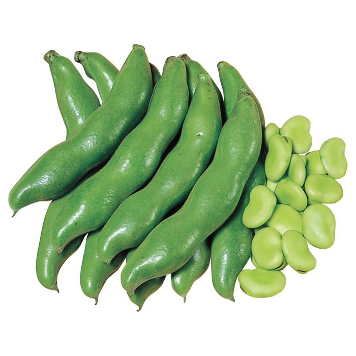 野菜の種 実咲野菜7470 秋春そらまめ 駒栄 : STYLE1187 - 通販 - Yahoo