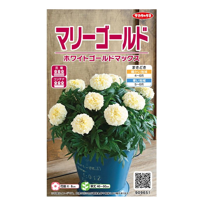 ♡マリーゴールド♡ 花の種 実咲花9651 マリーゴールド ホワイトゴールド マックス