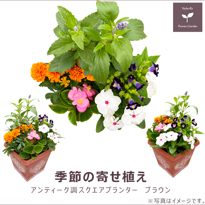 おはぎ様　エムズグレイシー ブラウン 花 フラワー セレブ 高級 春 秋 冬 楽天市場】シュシュ お花 花 フラワー カーキ ライトブラウン