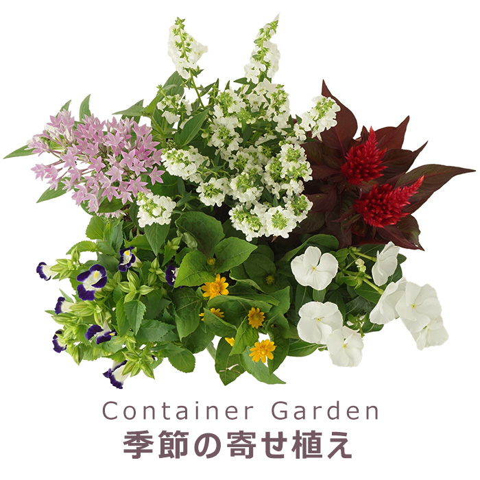 季節の寄せ植え 春夏 おしゃれなタル型鉢 白 ギフトやプレゼントにも