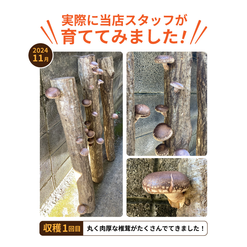 原木椎茸　菌打ち済み　数量限定　70センチ　3本 山梨県産 しいたけ原木 3本セット 菌駒打ち済み おいしい椎茸栽培 安心