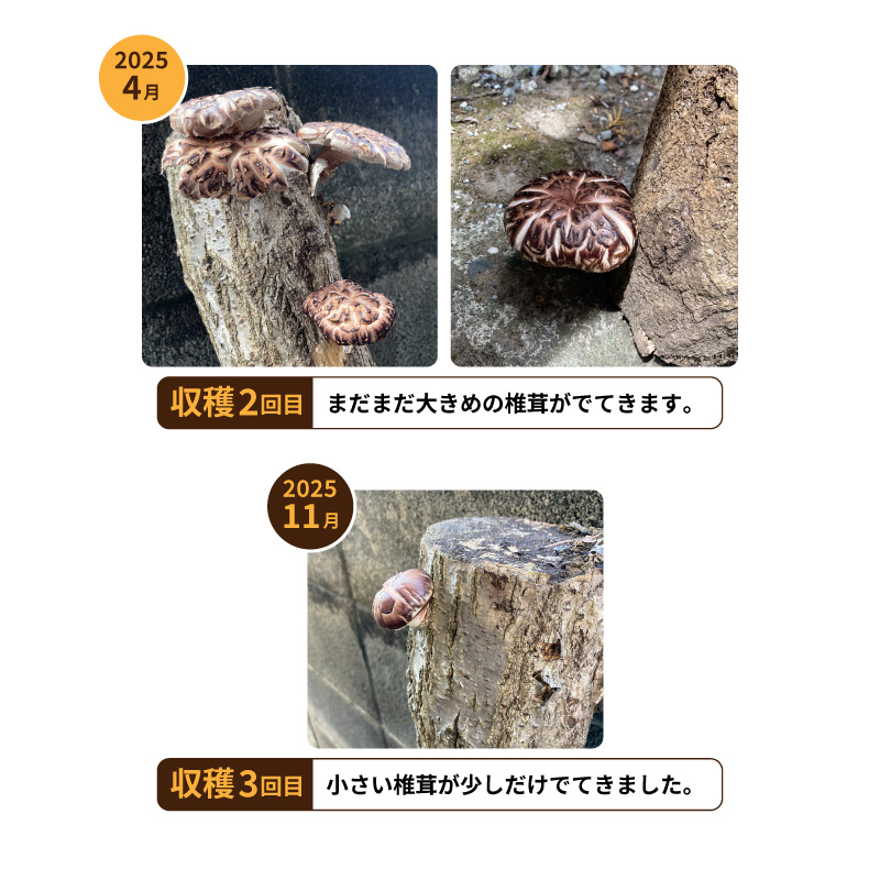 原木椎茸　菌打ち済み　数量限定　70センチ　3本 山梨県産 しいたけ原木 3本セット 菌駒打ち済み おいしい椎茸栽培 安心